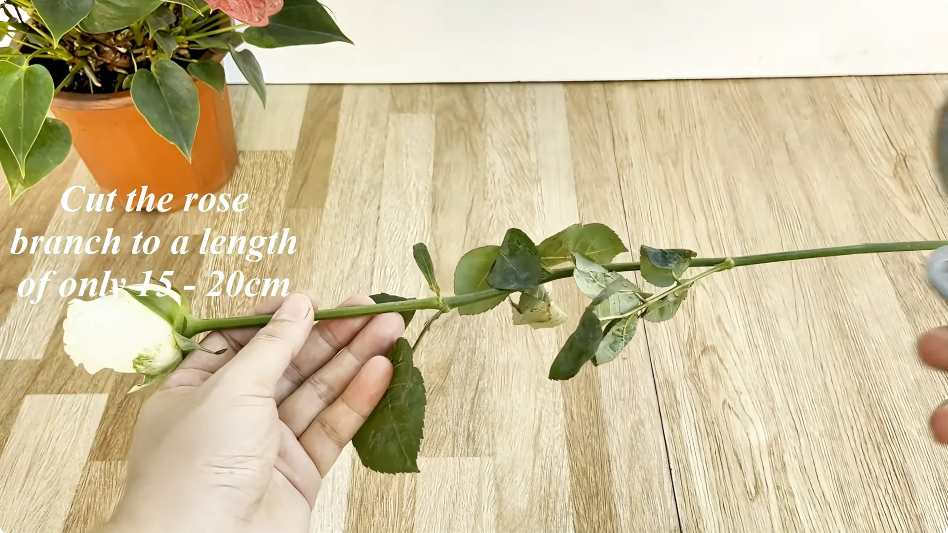 How One Thin Rose Slice Sparks Year-Round Blooms screenshot 1