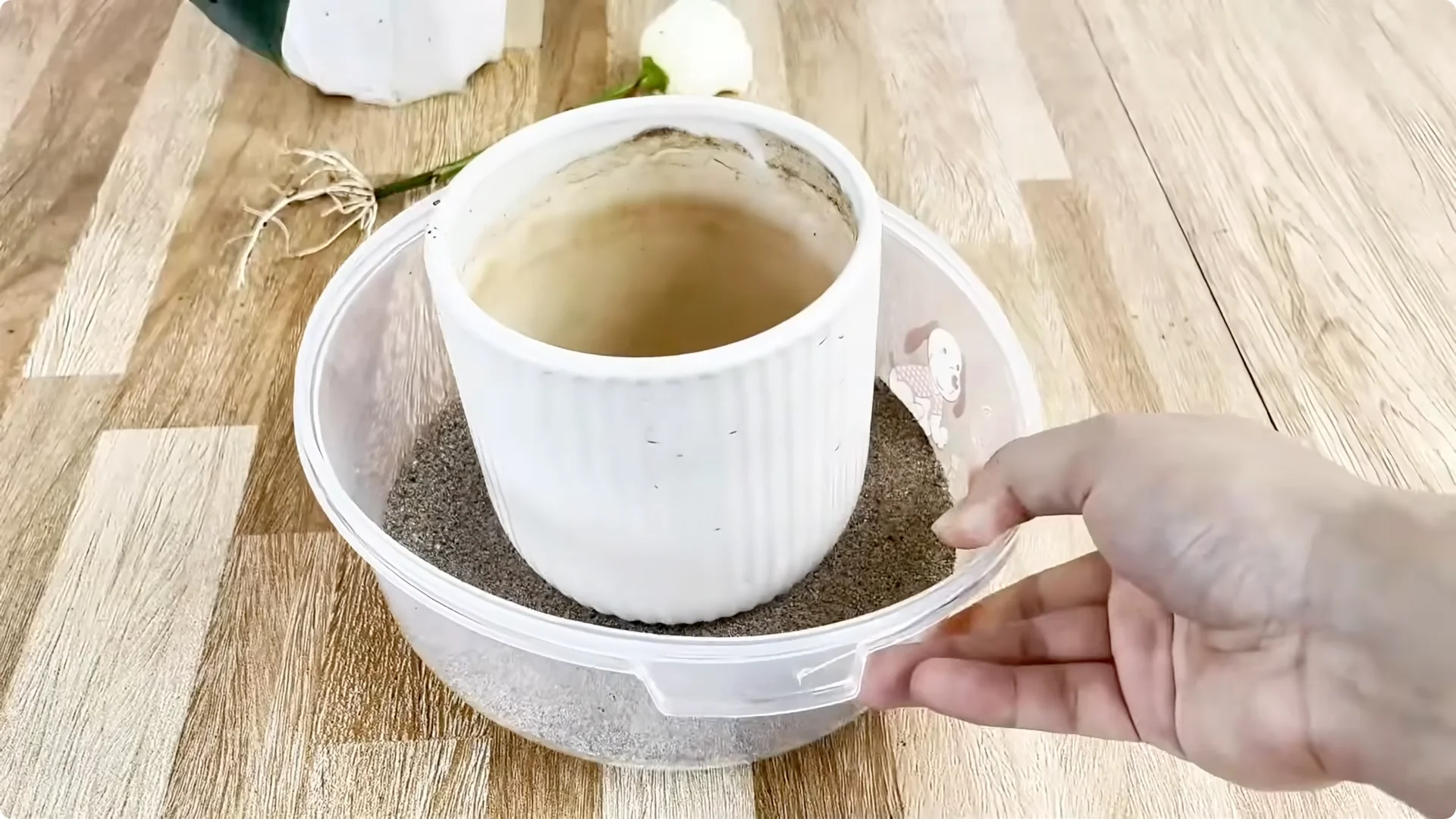 How One Thin Rose Slice Sparks Year-Round Blooms screenshot 10