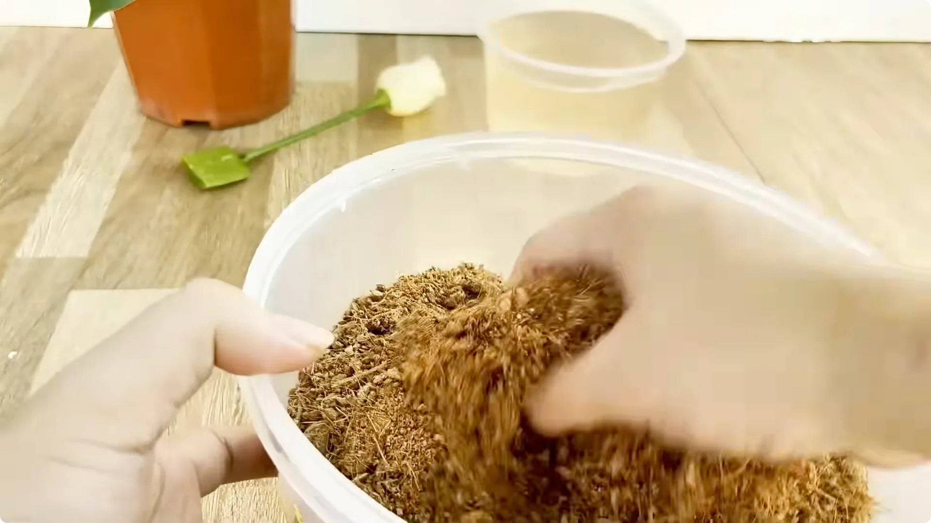 How One Thin Rose Slice Sparks Year-Round Blooms screenshot 6