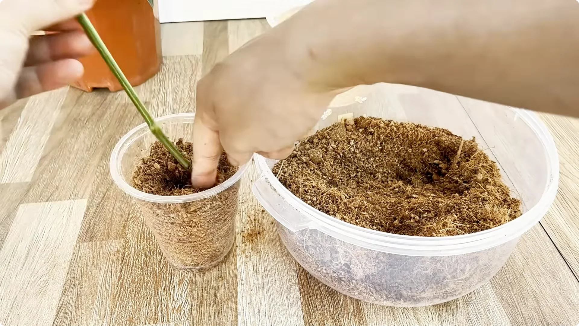 How One Thin Rose Slice Sparks Year-Round Blooms screenshot 7