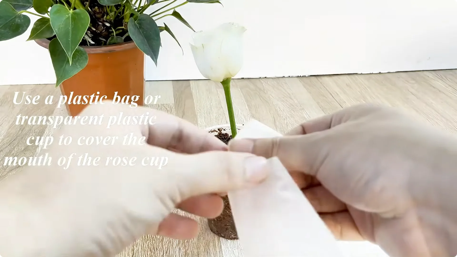 How One Thin Rose Slice Sparks Year-Round Blooms screenshot 8