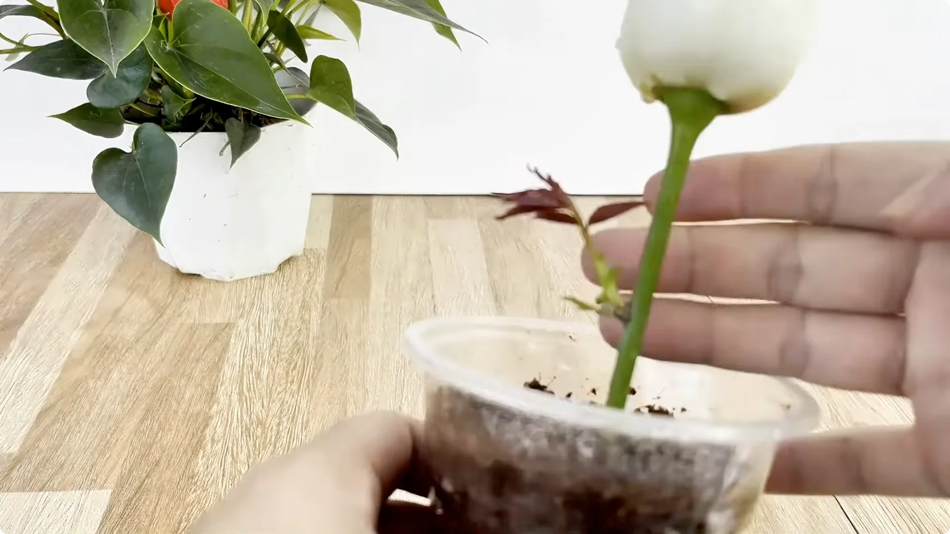 How One Thin Rose Slice Sparks Year-Round Blooms screenshot 9