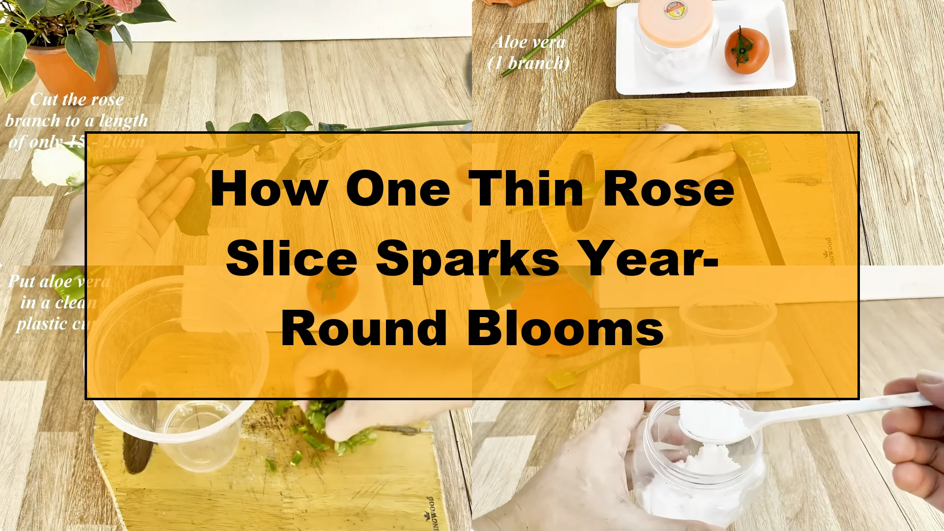 How One Thin Rose Slice Sparks Year-Round Blooms - Featured Image