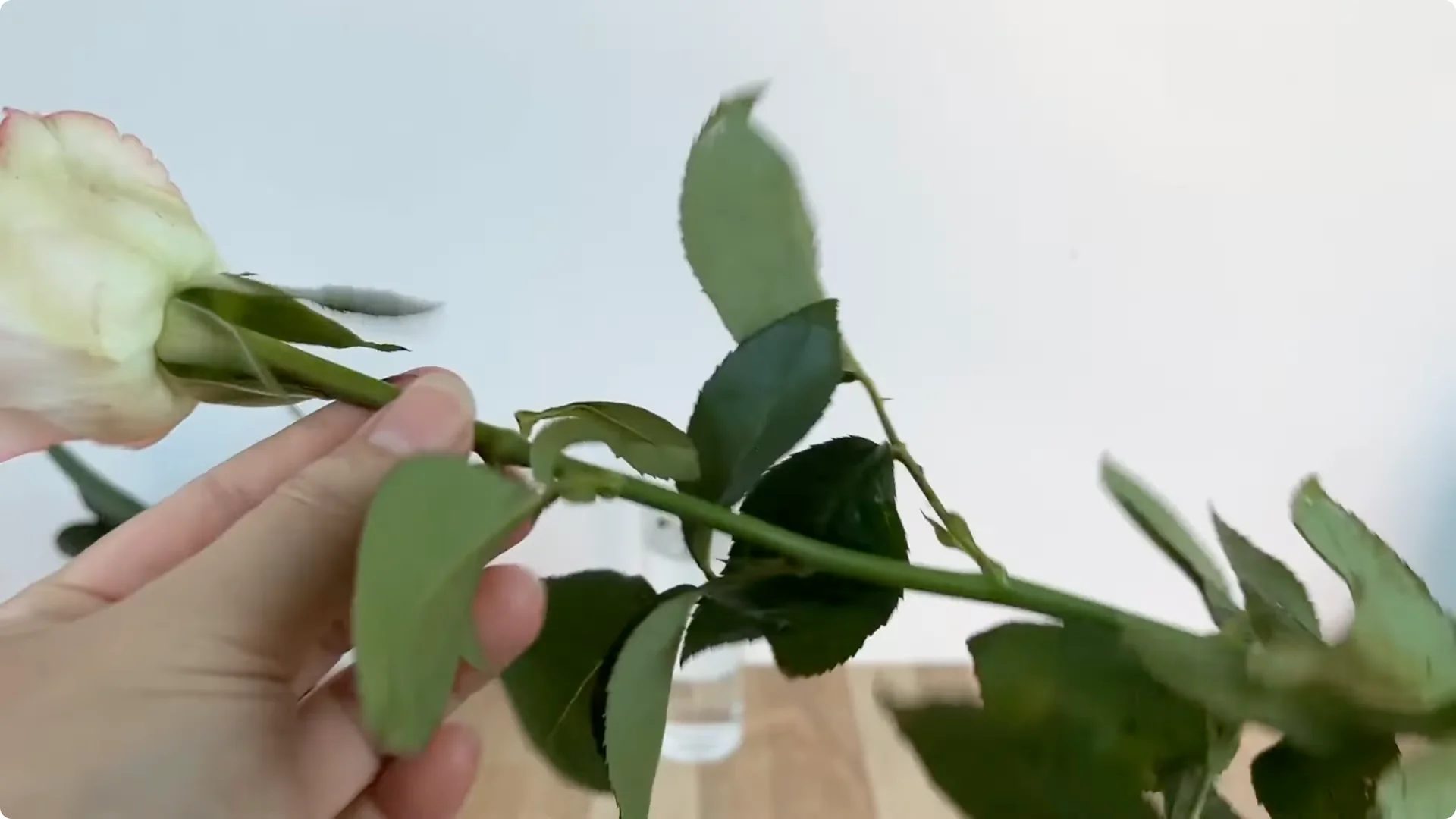 How One Thin Rose Slice Took Root and Bud Overnight screenshot 1