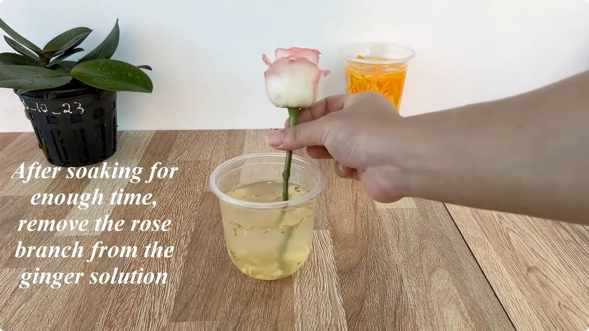 How One Thin Rose Slice Took Root and Bud Overnight screenshot 10