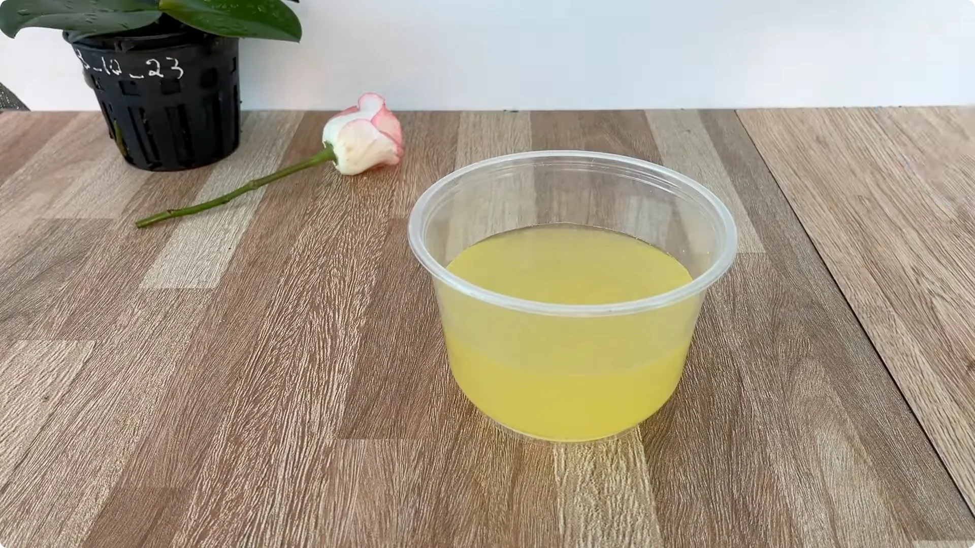 How One Thin Rose Slice Took Root and Bud Overnight screenshot 12