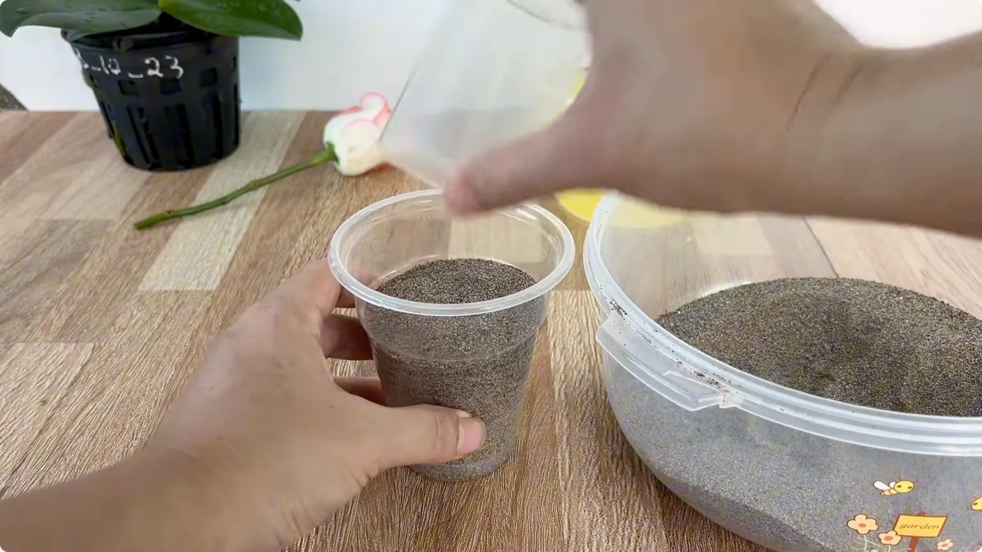 How One Thin Rose Slice Took Root and Bud Overnight screenshot 13