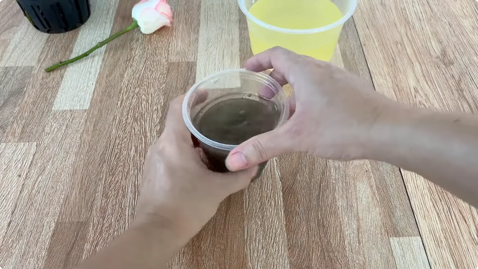 How One Thin Rose Slice Took Root and Bud Overnight screenshot 14