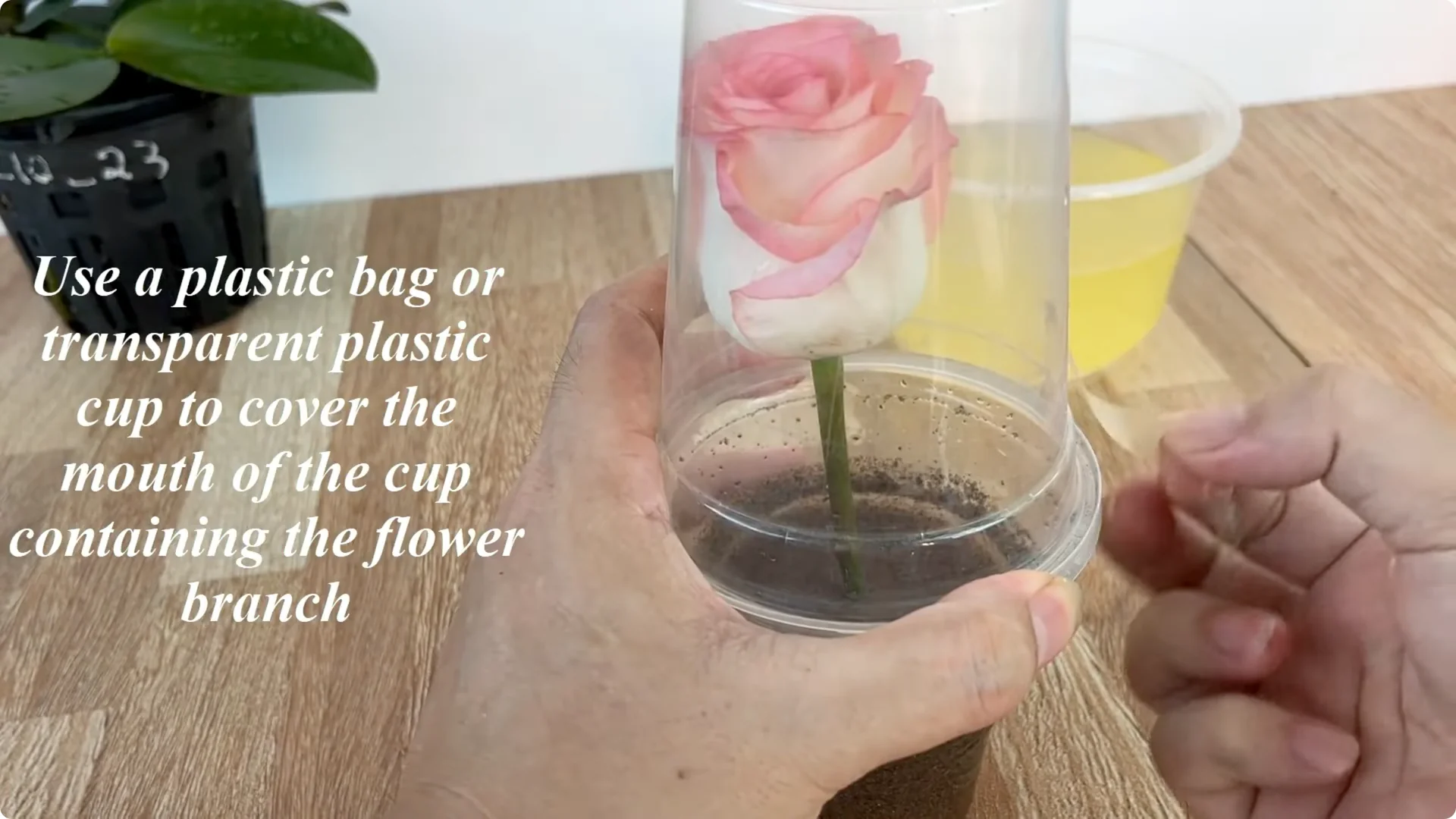 How One Thin Rose Slice Took Root and Bud Overnight screenshot 15