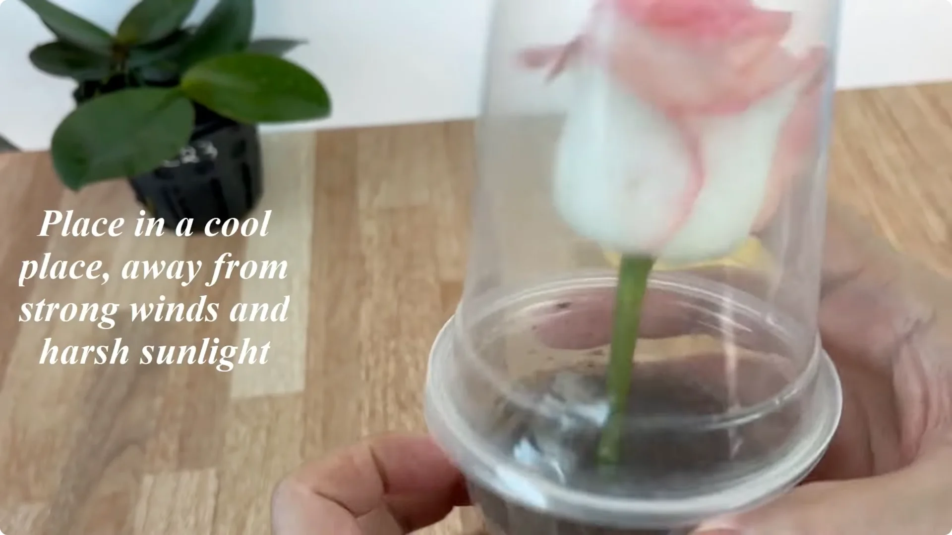 How One Thin Rose Slice Took Root and Bud Overnight screenshot 16