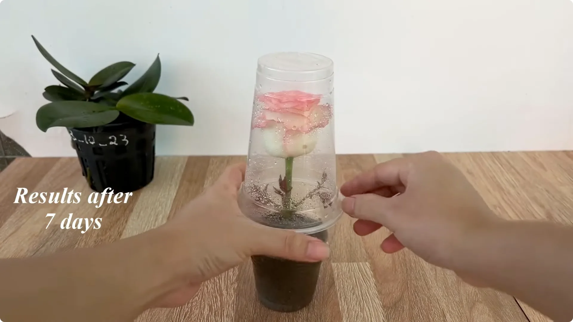 How One Thin Rose Slice Took Root and Bud Overnight screenshot 17