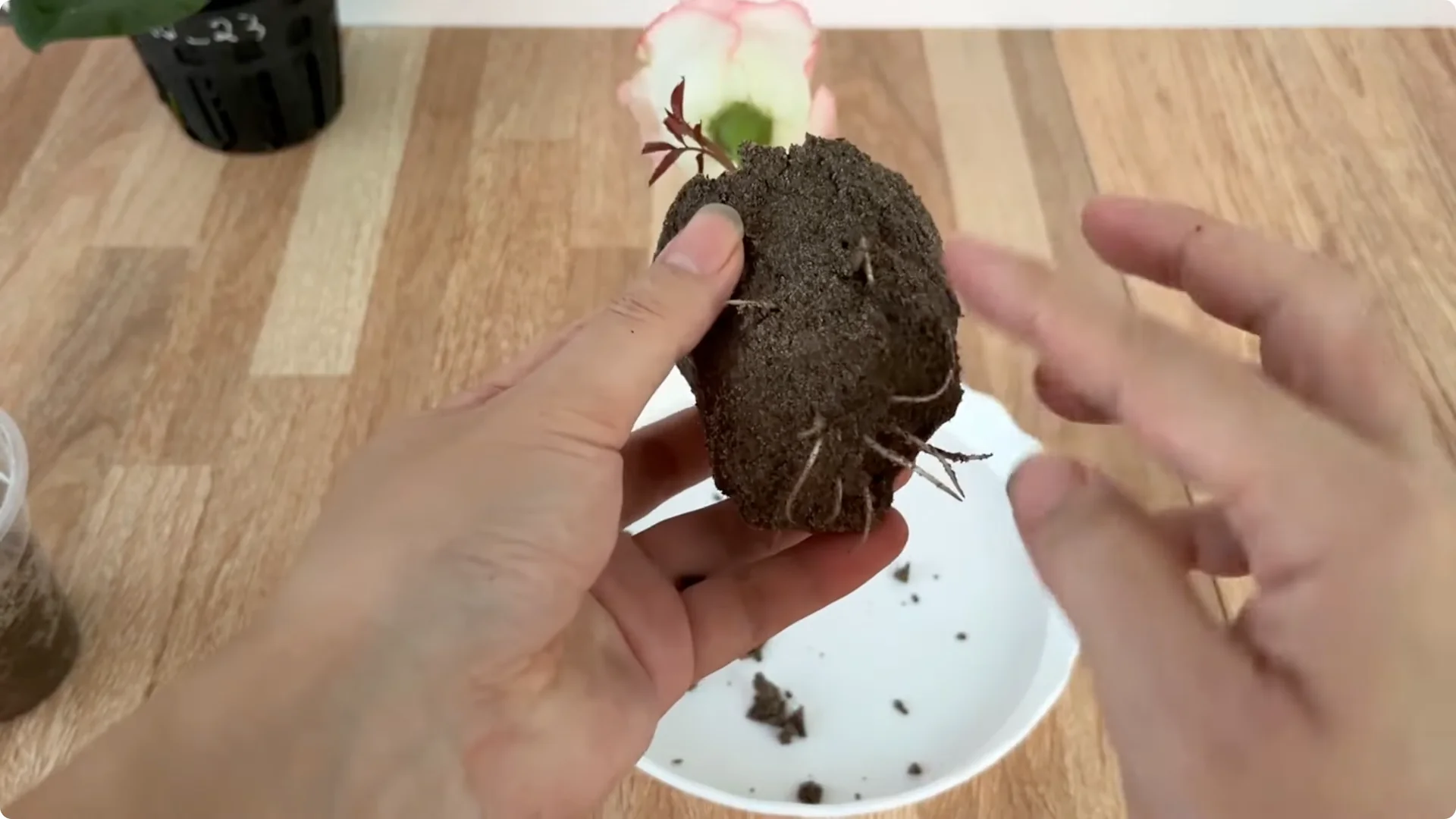 How One Thin Rose Slice Took Root and Bud Overnight screenshot 18