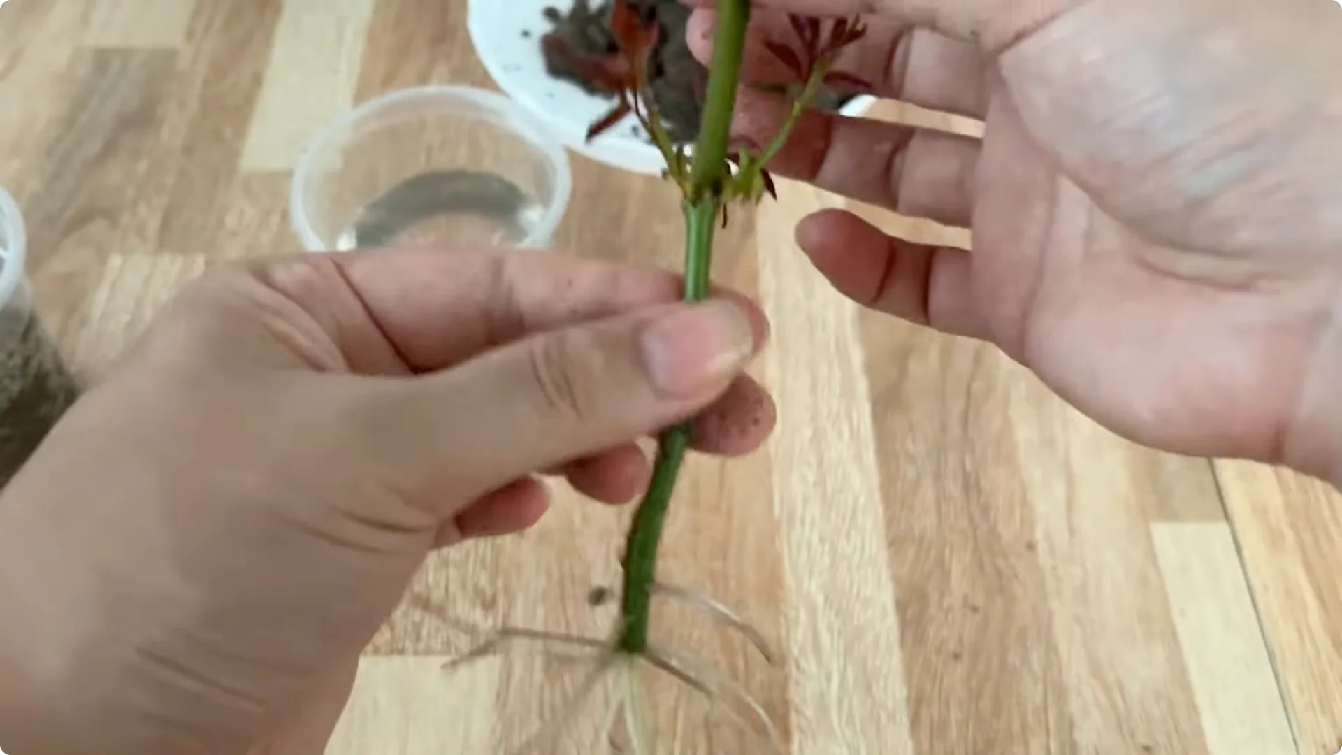 How One Thin Rose Slice Took Root and Bud Overnight screenshot 19