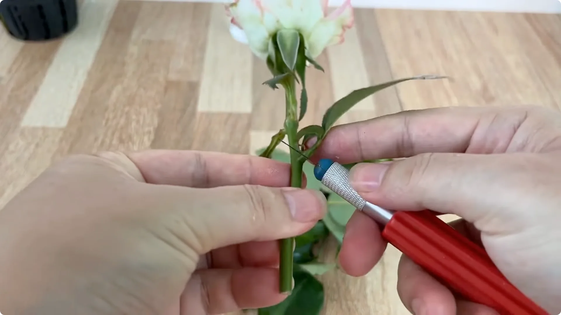 How One Thin Rose Slice Took Root and Bud Overnight screenshot 2