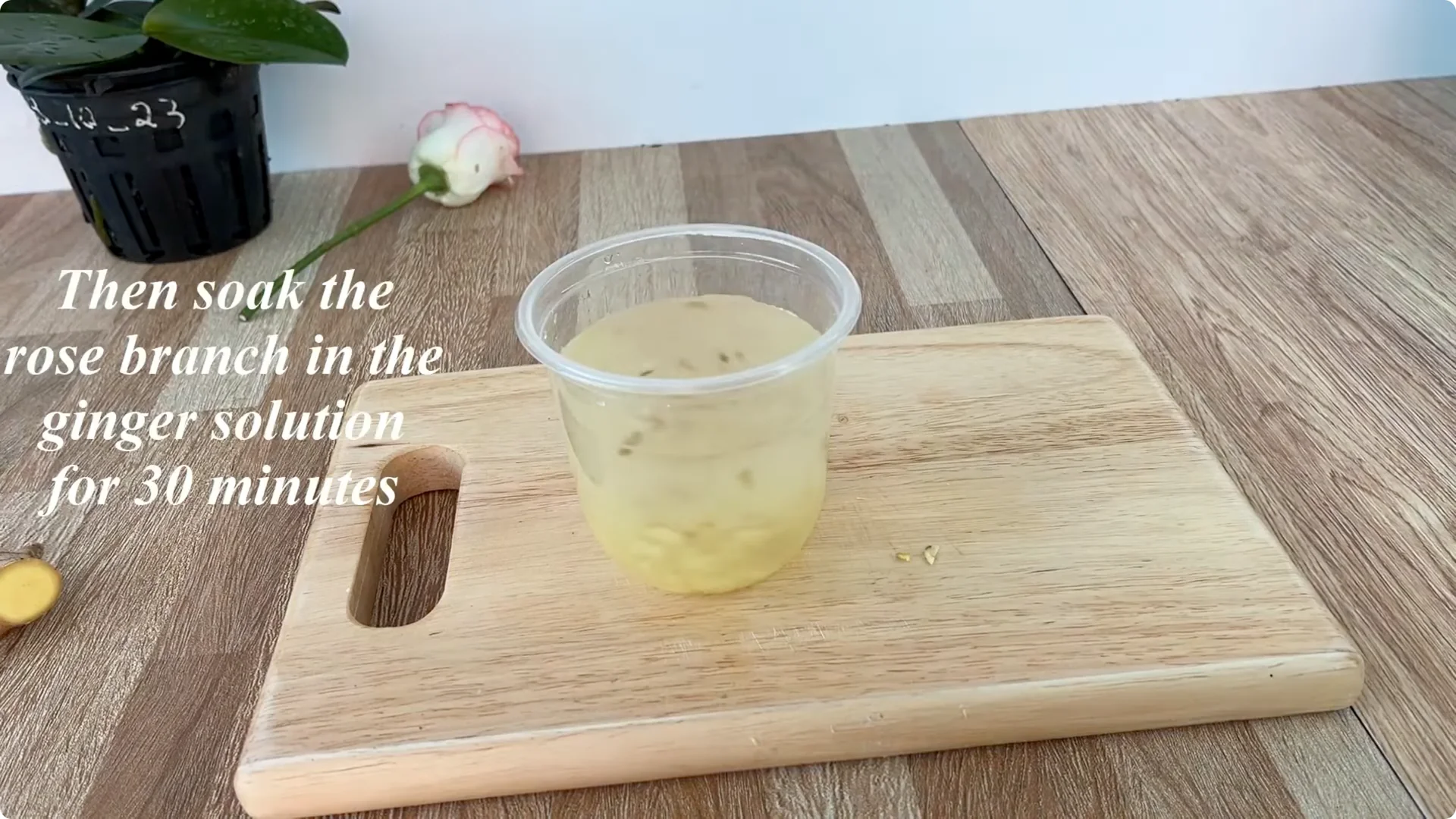 How One Thin Rose Slice Took Root and Bud Overnight screenshot 6