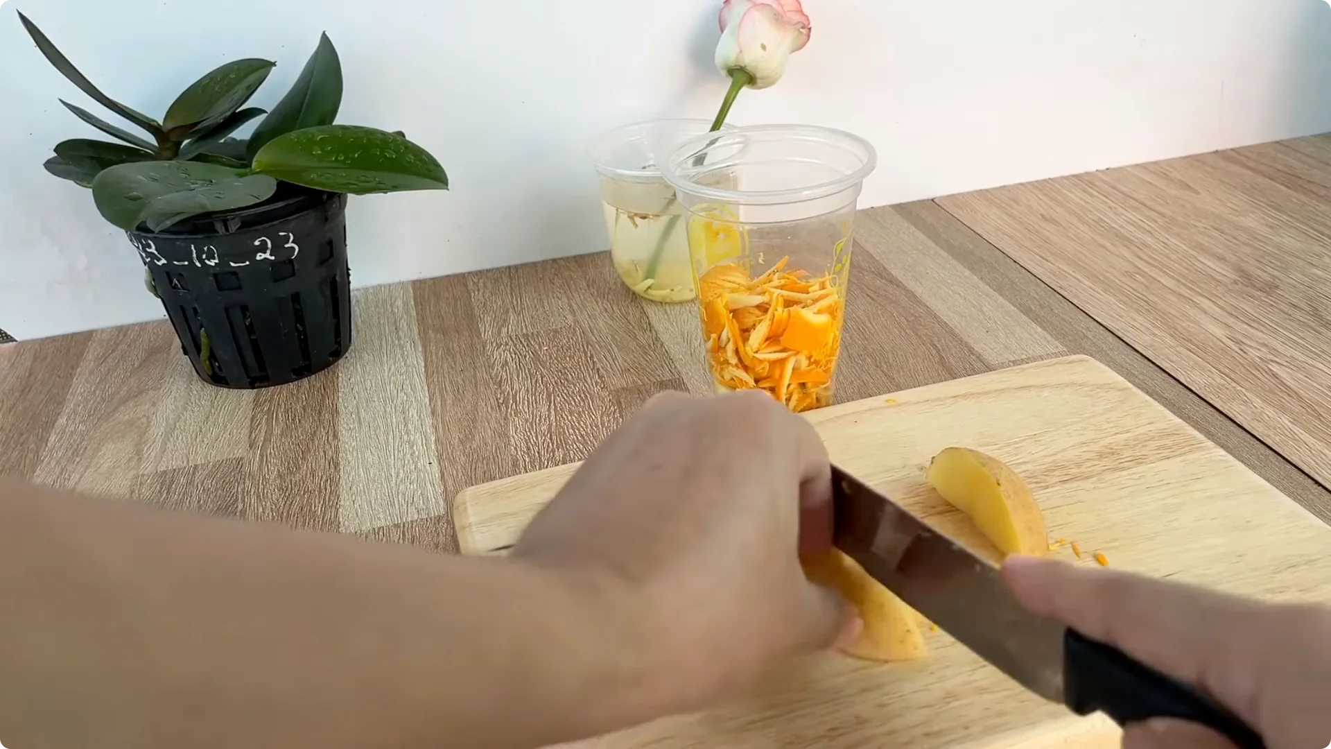 How One Thin Rose Slice Took Root and Bud Overnight screenshot 8