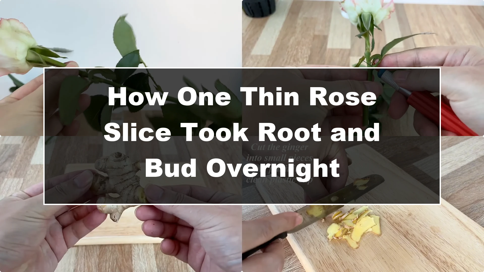 How One Thin Rose Slice Took Root and Bud Overnight - Featured Image