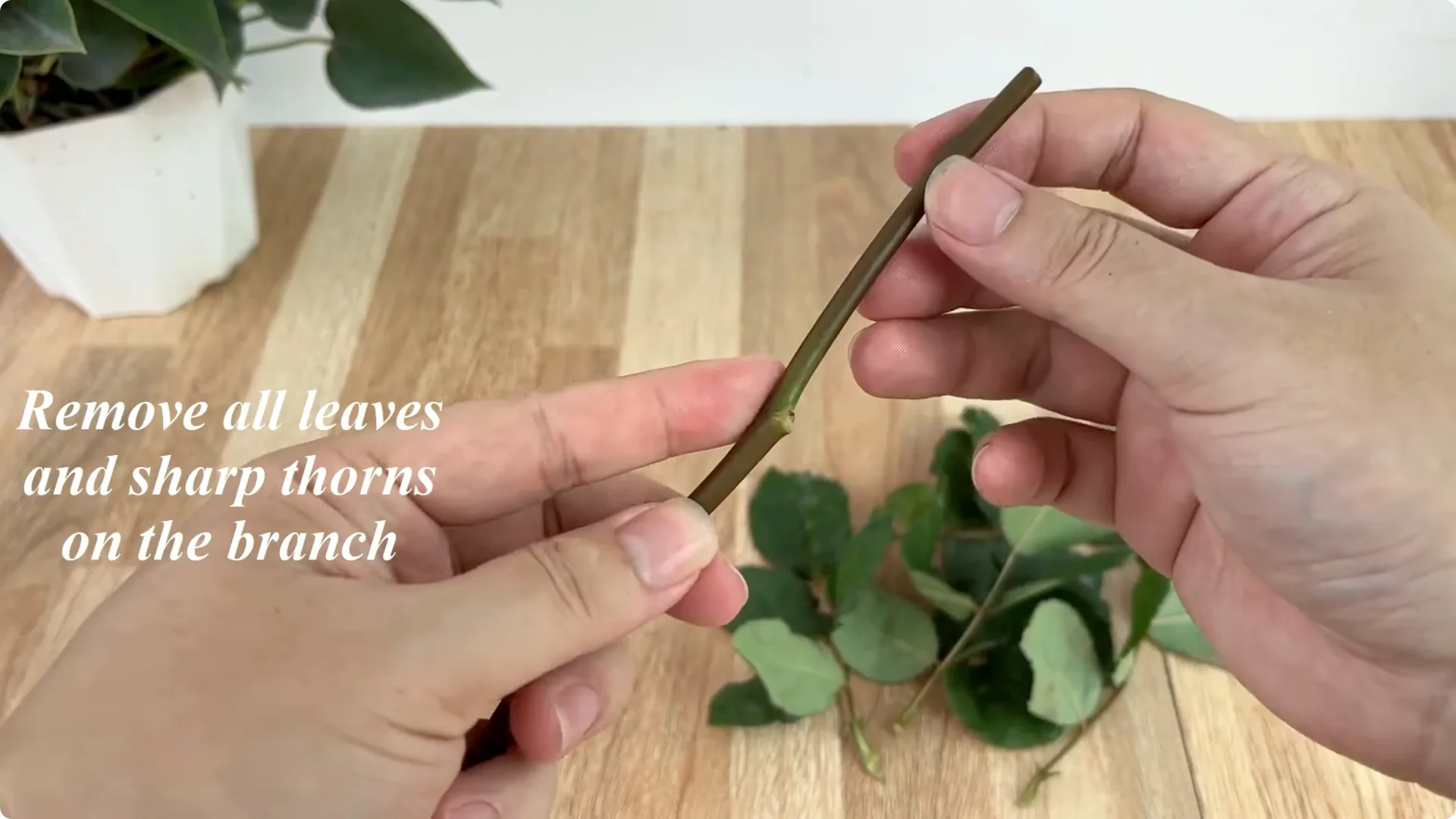 How One Thin Slice Made the Rose Branch Root and Bud Overnight screenshot 1