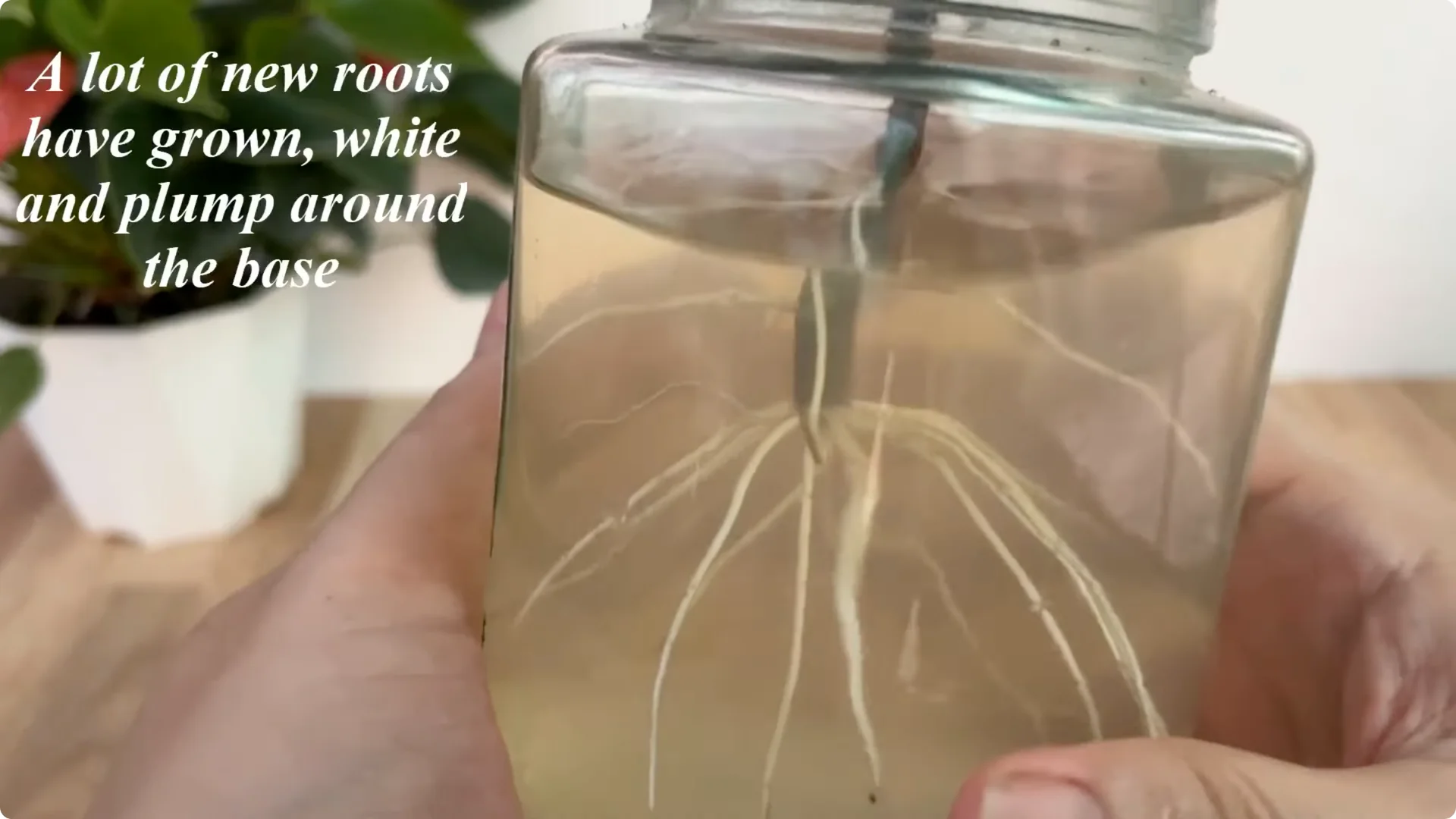 How One Thin Slice Made the Rose Branch Root and Bud Overnight screenshot 7