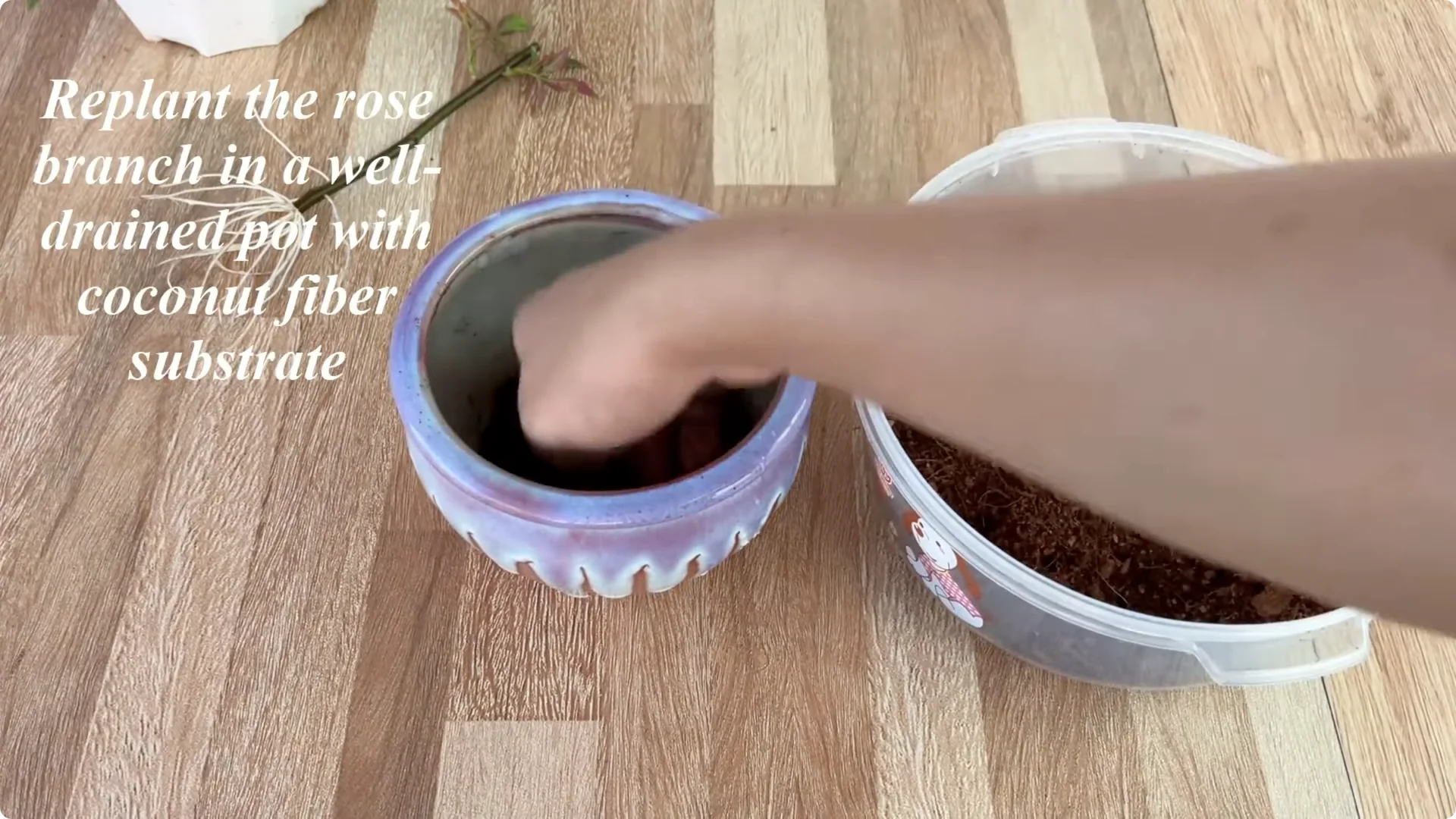 How One Thin Slice Made the Rose Branch Root and Bud Overnight screenshot 8