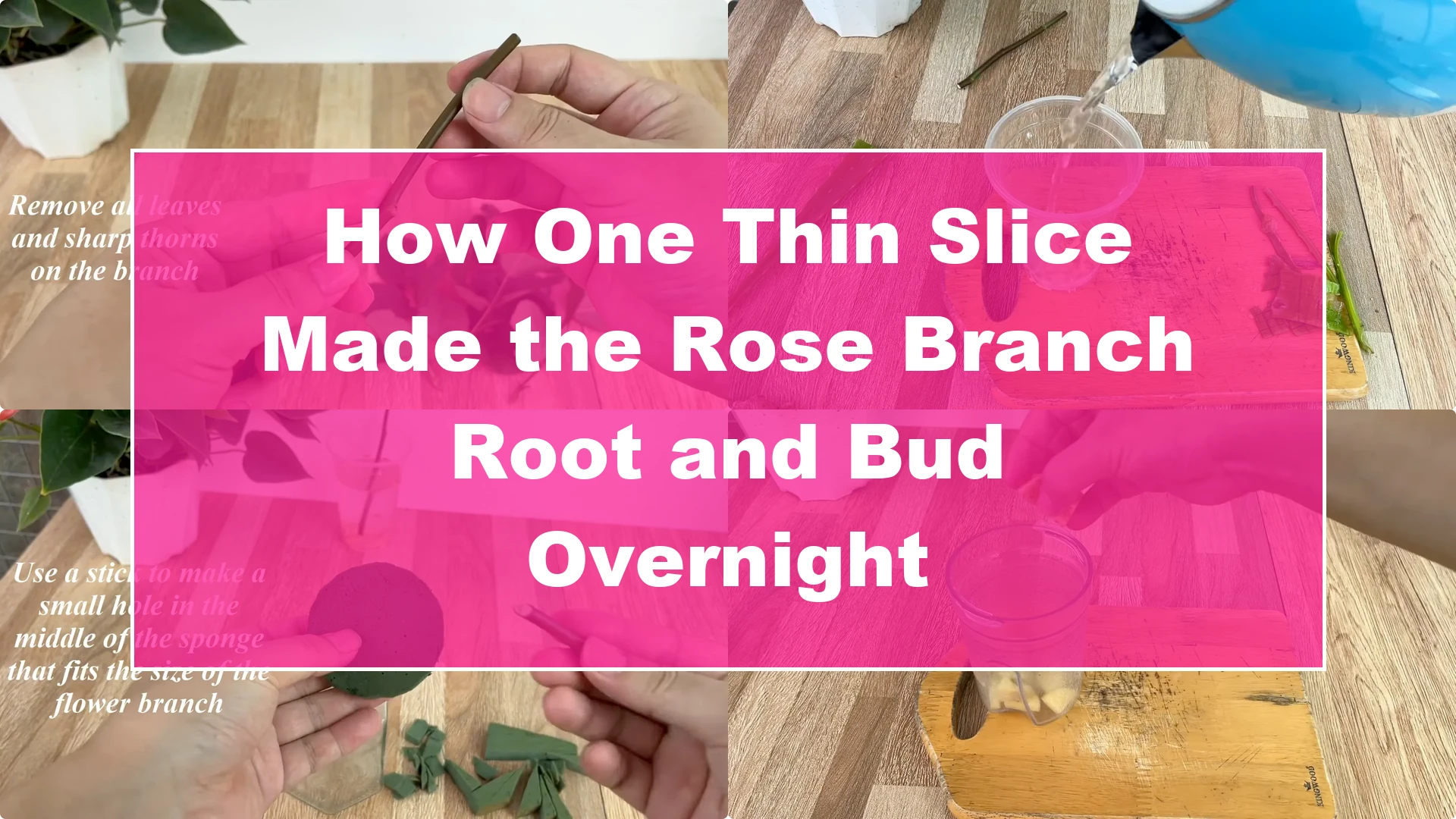 How One Thin Slice Made the Rose Branch Root and Bud Overnight - Featured Image