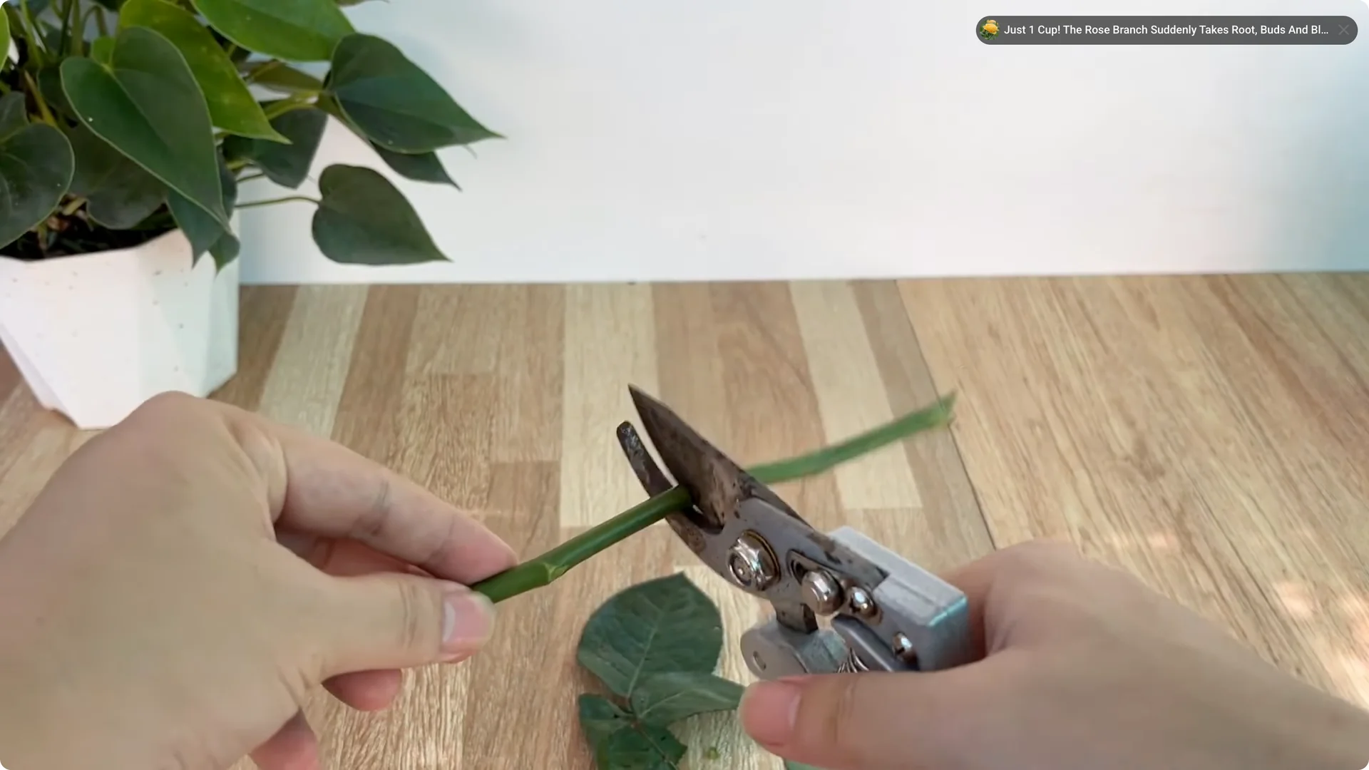 How This Simple Trick Helps Rose Stems Grow More Flowers screenshot 1