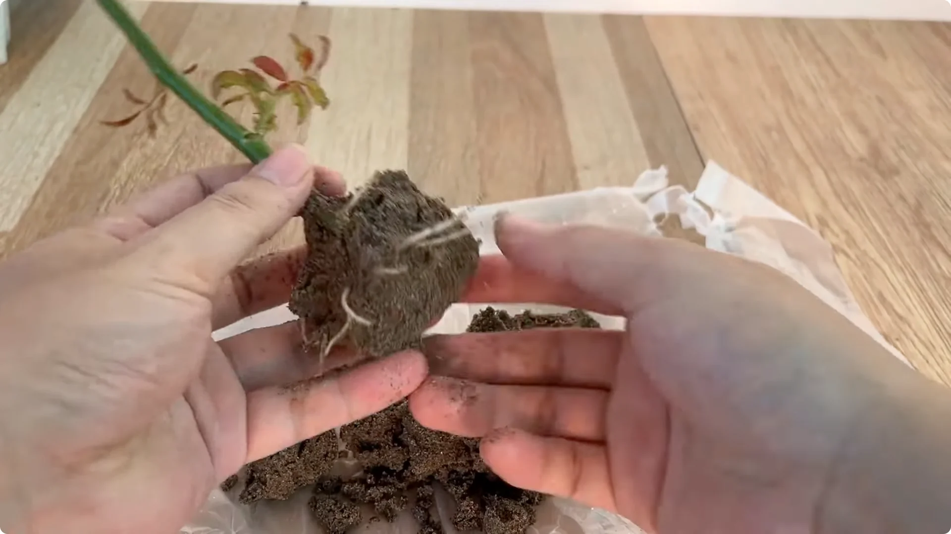 How This Simple Trick Helps Rose Stems Grow More Flowers screenshot 10