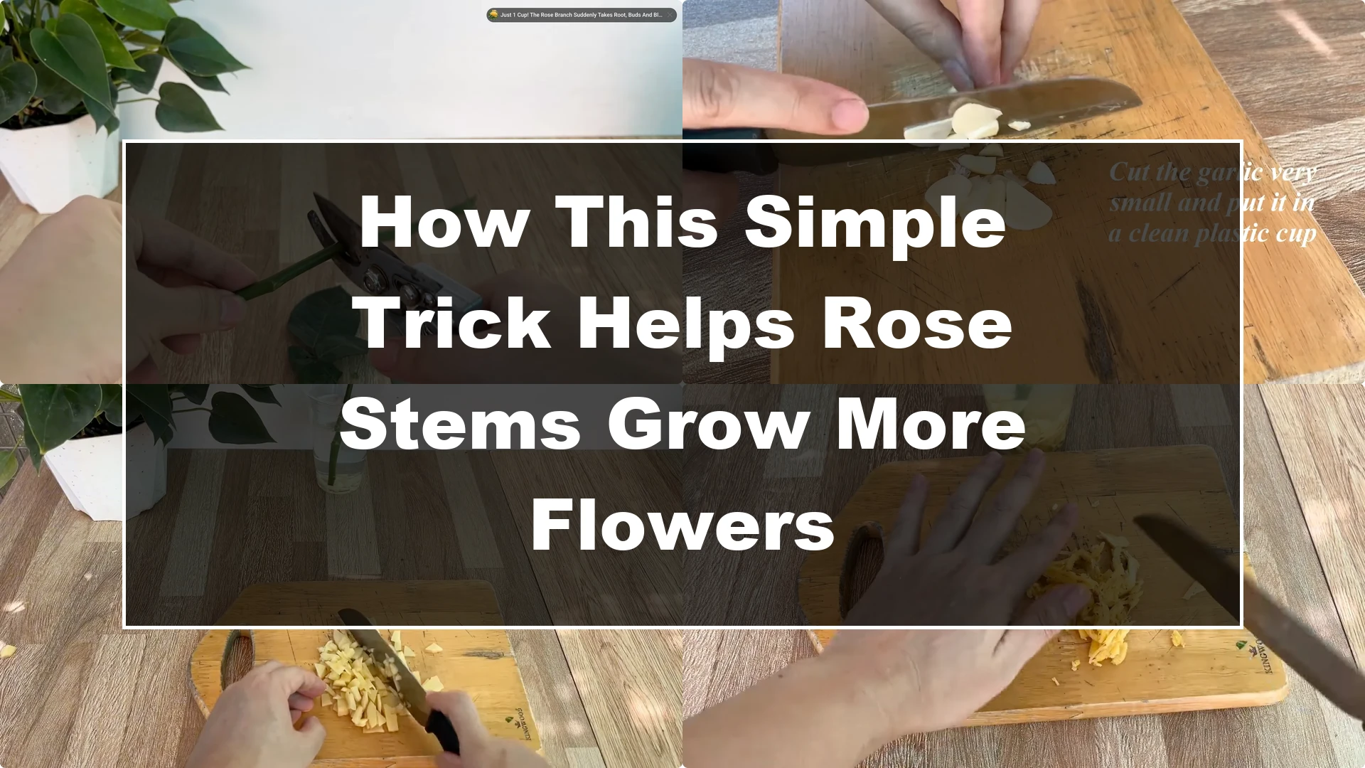 How This Simple Trick Helps Rose Stems Grow More Flowers - Featured Image