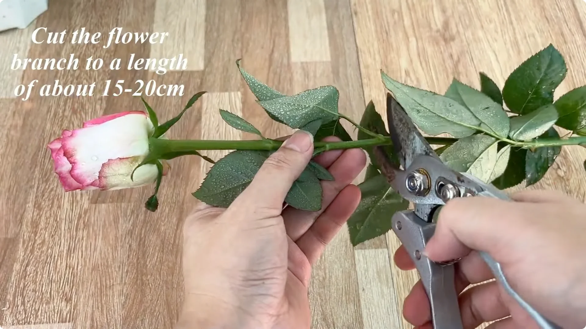 How This Simple Trick Helps Rose Stems Root Stronger screenshot 1