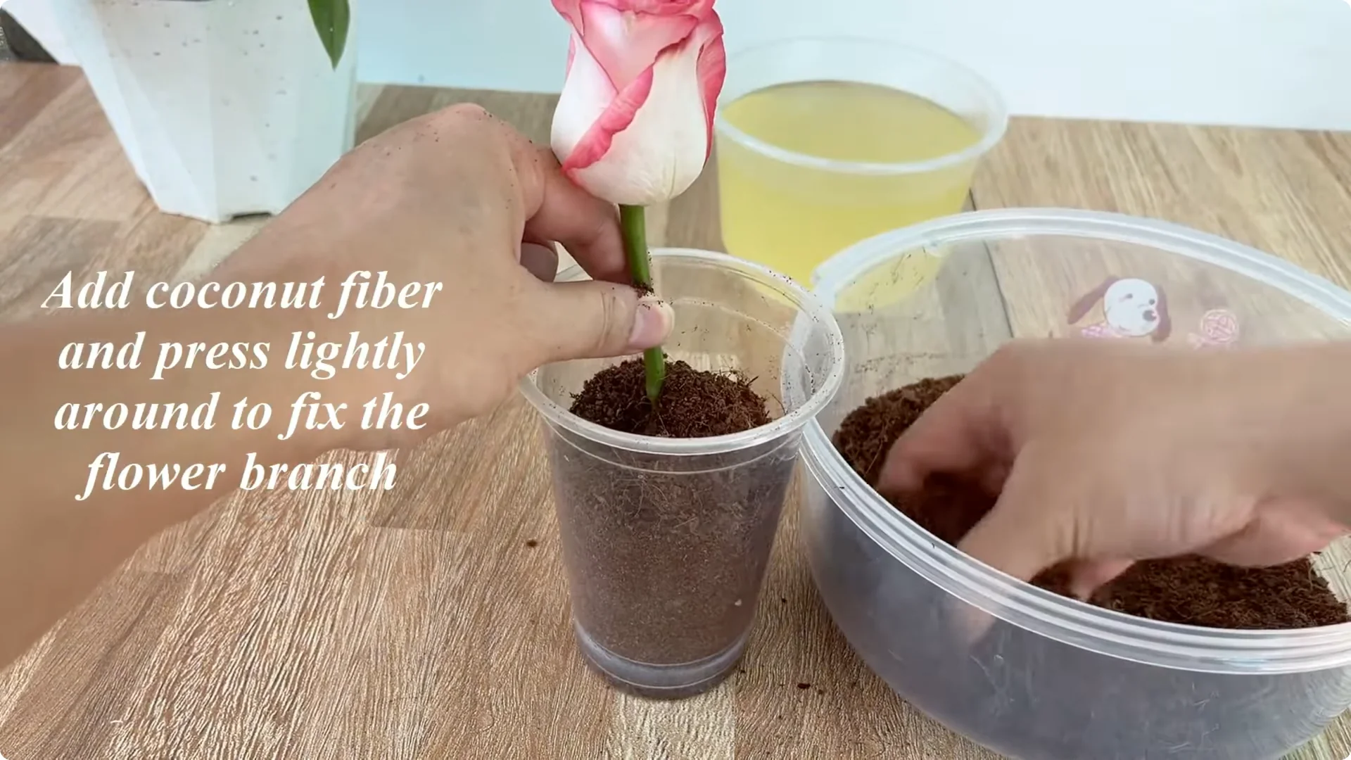 How This Simple Trick Helps Rose Stems Root Stronger screenshot 5