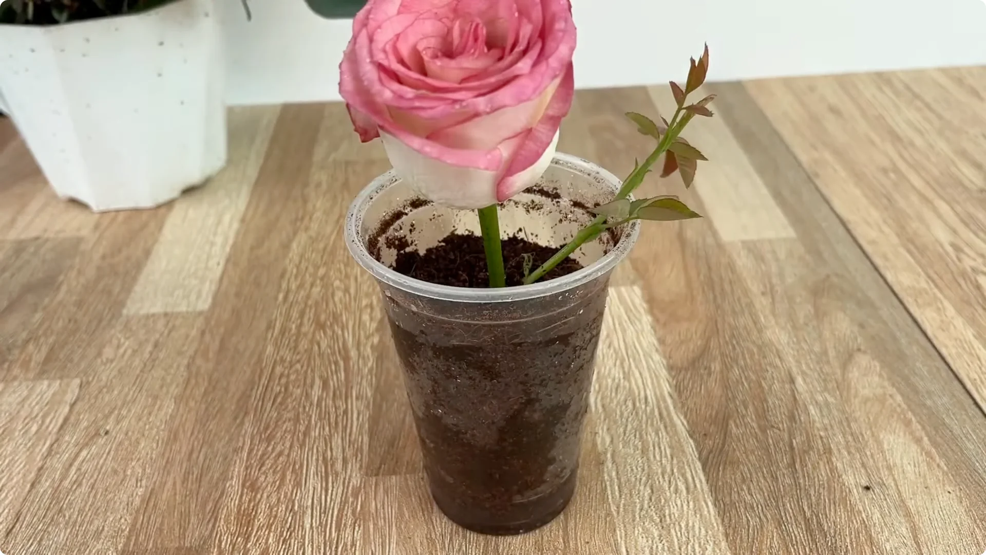 How This Simple Trick Helps Rose Stems Root Stronger screenshot 6