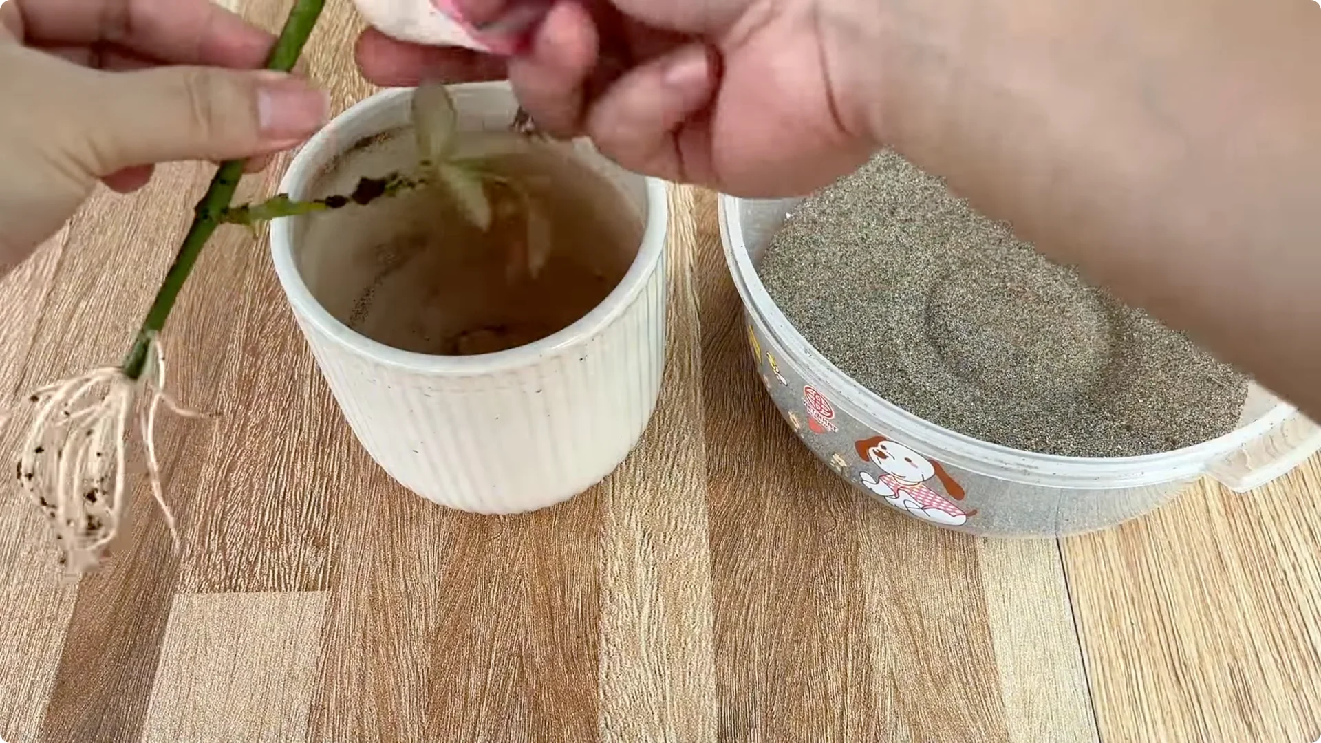 How This Simple Trick Helps Rose Stems Root Stronger screenshot 7