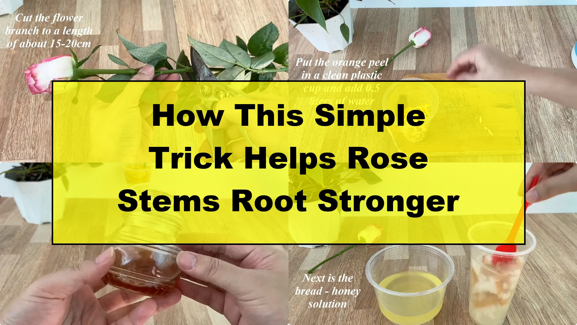 How This Simple Trick Helps Rose Stems Root Stronger - Featured Image