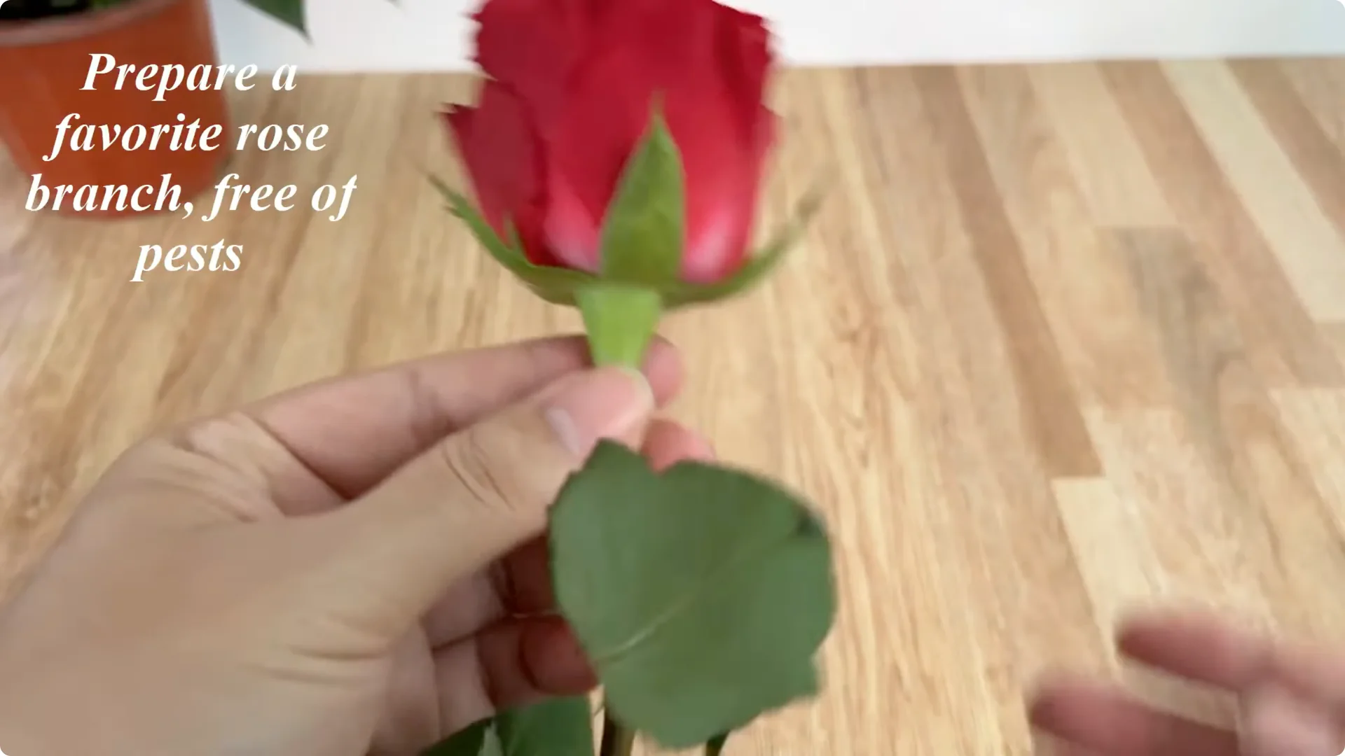 How This Simple Trick Helps Roses Root and Bloom Forever screenshot 1