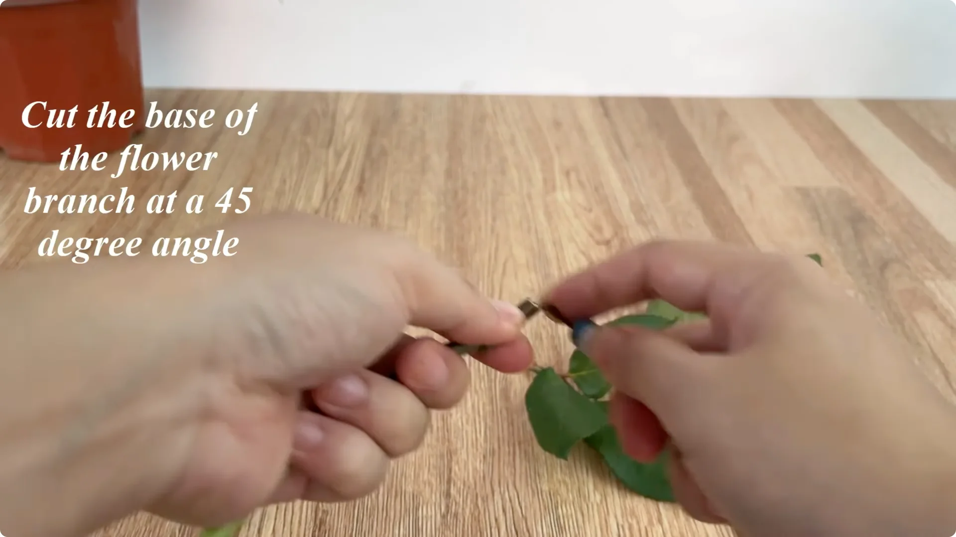 How This Simple Trick Helps Roses Root and Bloom Forever screenshot 2