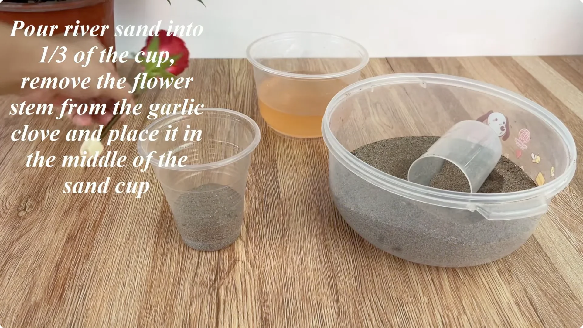 How This Simple Trick Helps Roses Root and Bloom Forever screenshot 5