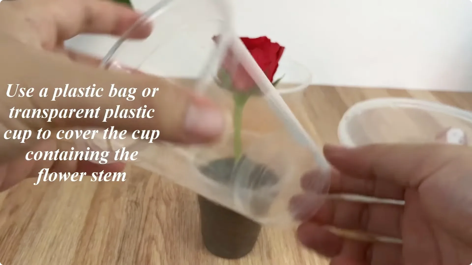 How This Simple Trick Helps Roses Root and Bloom Forever screenshot 6