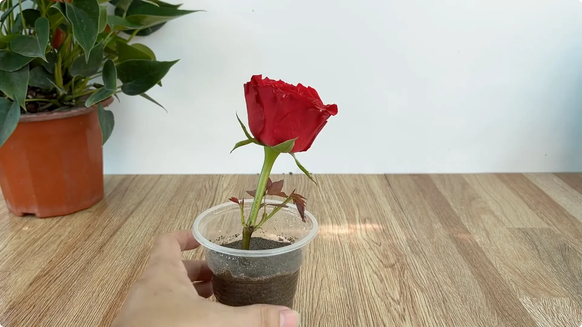 How This Simple Trick Helps Roses Root and Bloom Forever screenshot 7