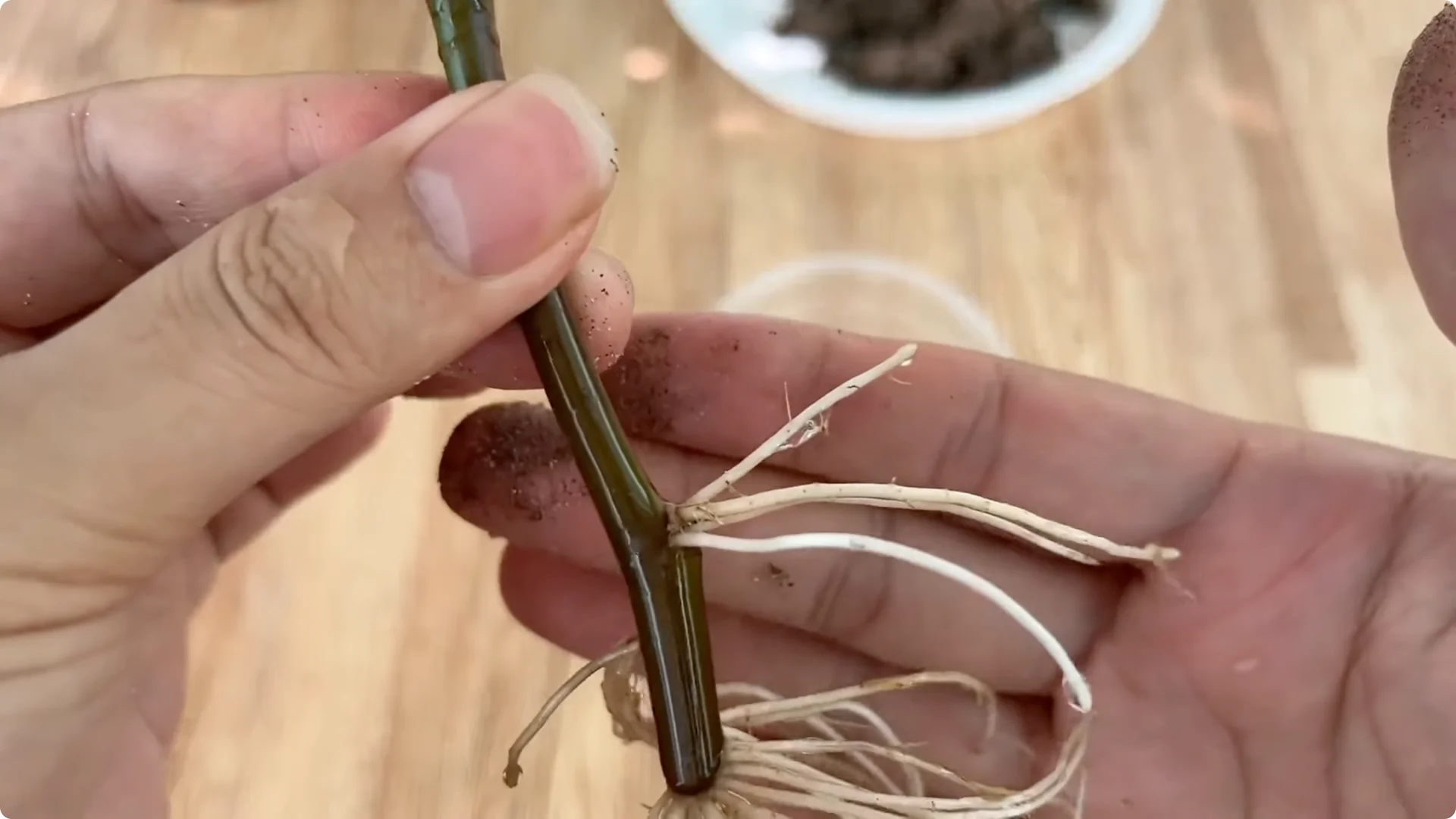 How This Simple Trick Helps Roses Root and Bloom Forever screenshot 8
