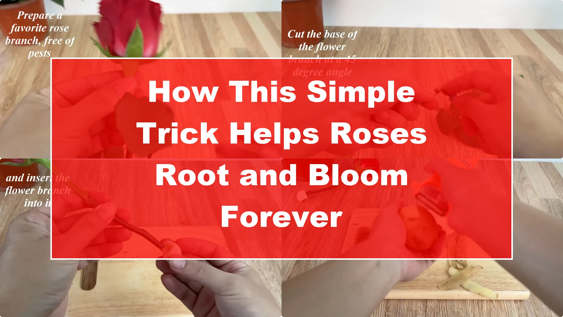 How This Simple Trick Helps Roses Root and Bloom Forever - Featured Image