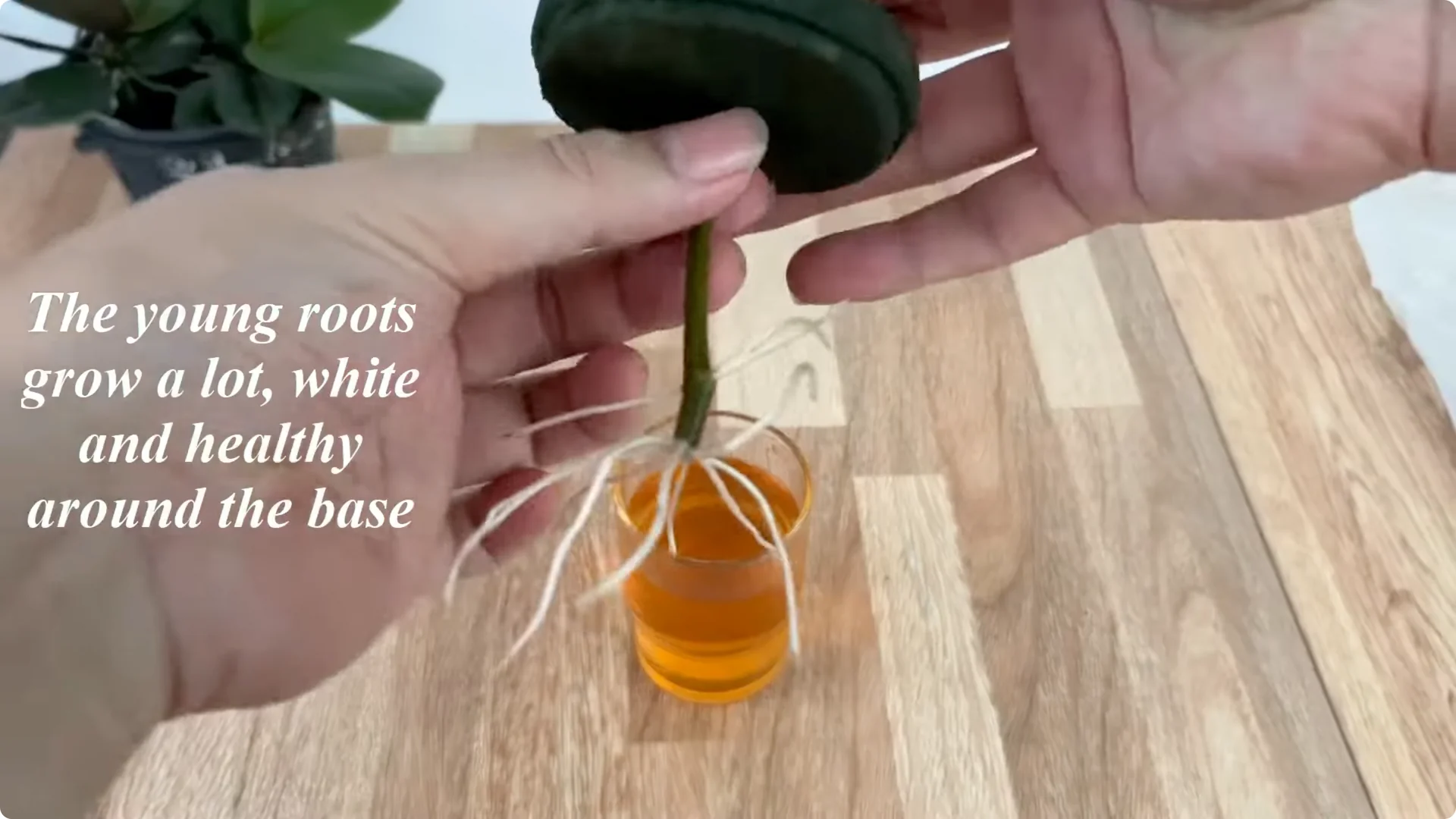 How This Simple Water Trick Grows 1001 Rose Roots Instantly screenshot 10