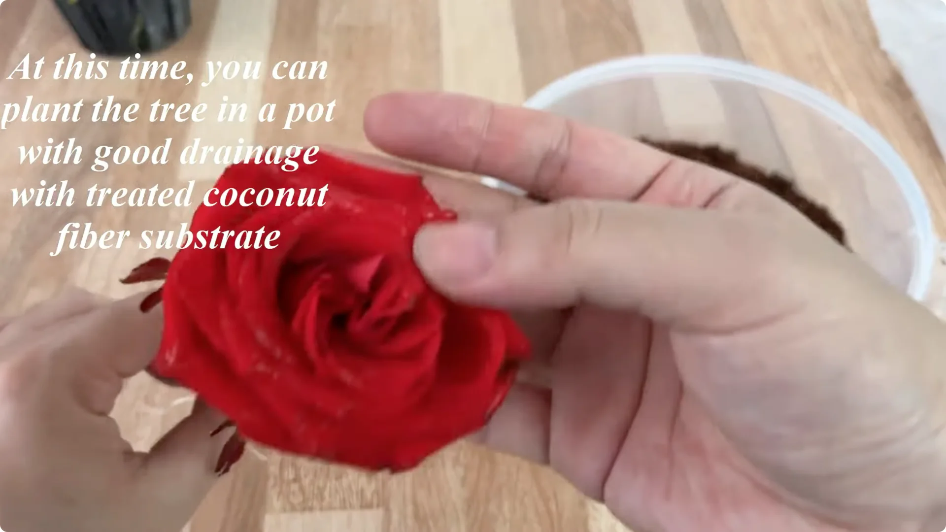 How This Simple Water Trick Grows 1001 Rose Roots Instantly screenshot 11