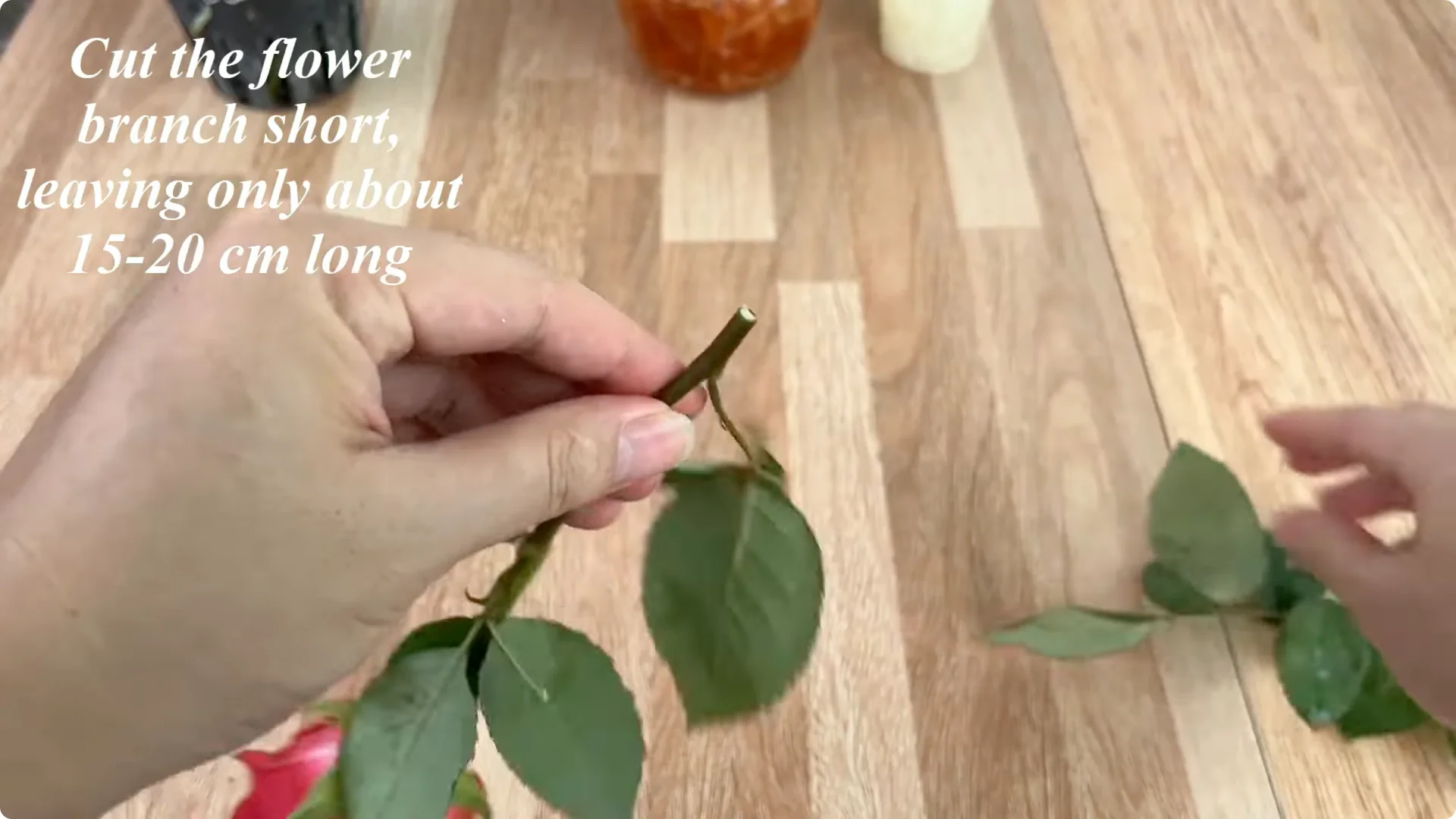How This Simple Water Trick Grows 1001 Rose Roots Instantly screenshot 4