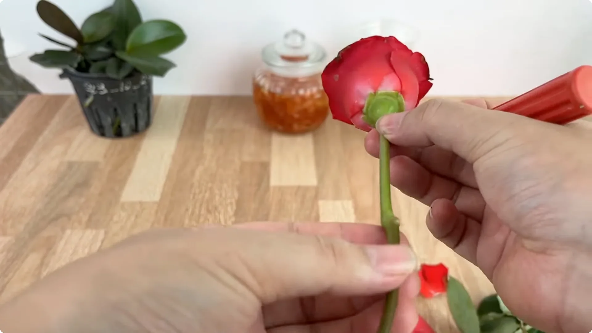 How This Simple Water Trick Grows 1001 Rose Roots Instantly screenshot 5