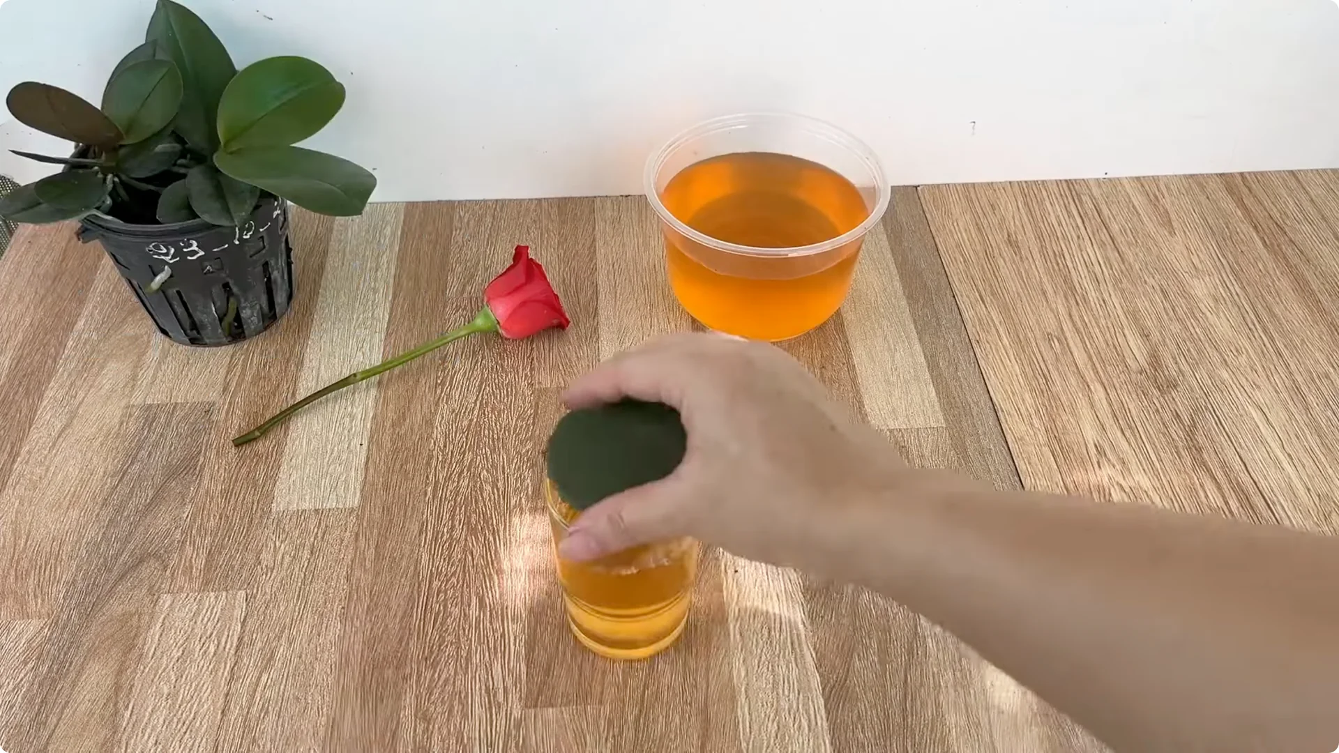 How This Simple Water Trick Grows 1001 Rose Roots Instantly screenshot 8