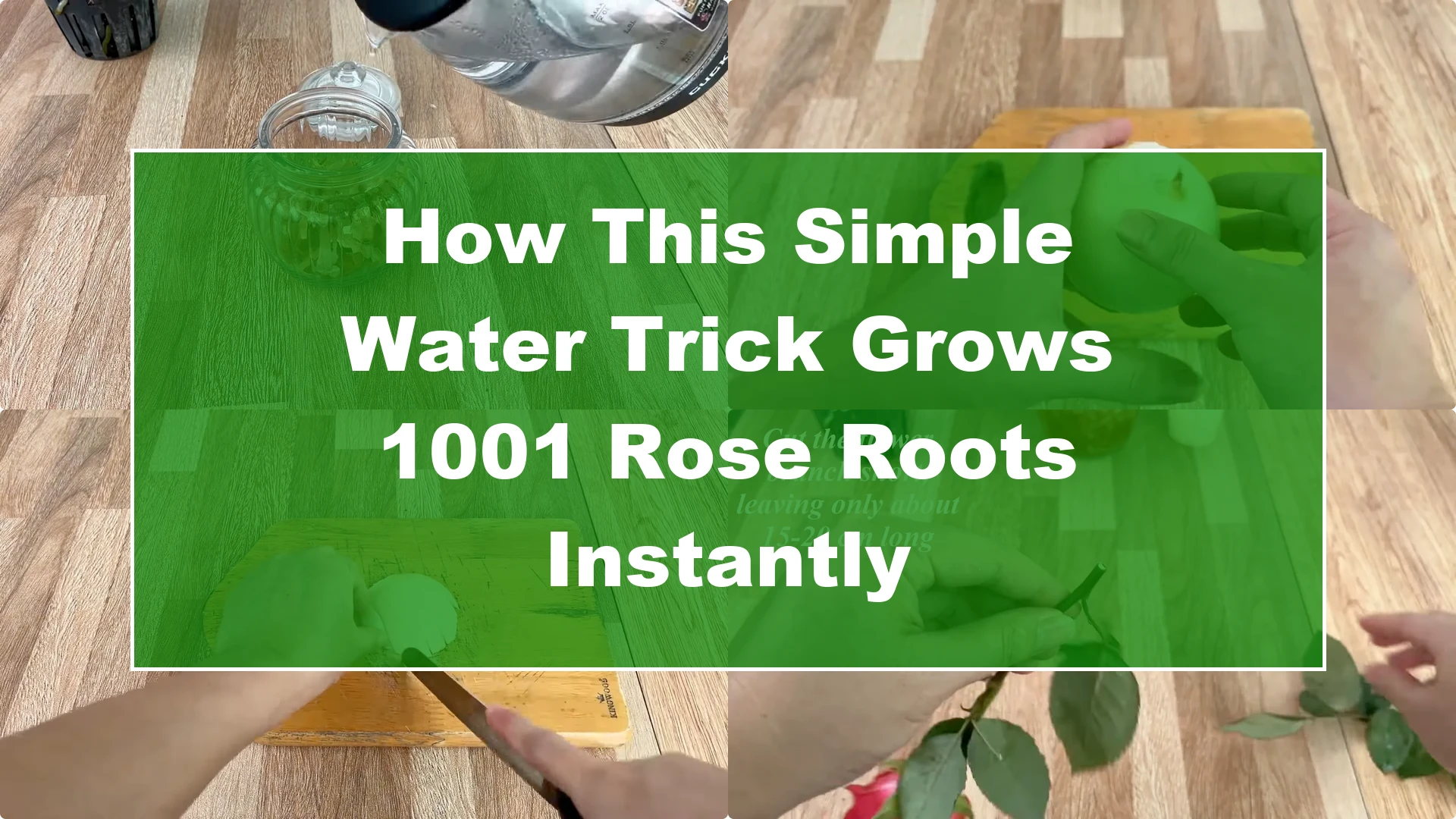 How This Simple Water Trick Grows 1001 Rose Roots Instantly - Featured Image