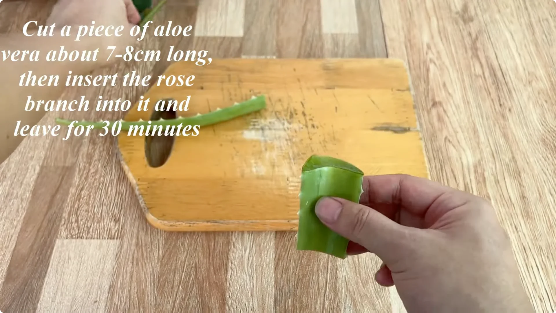 How This Trick Helps Rose Stems Root and Bloom Year-Round screenshot 2