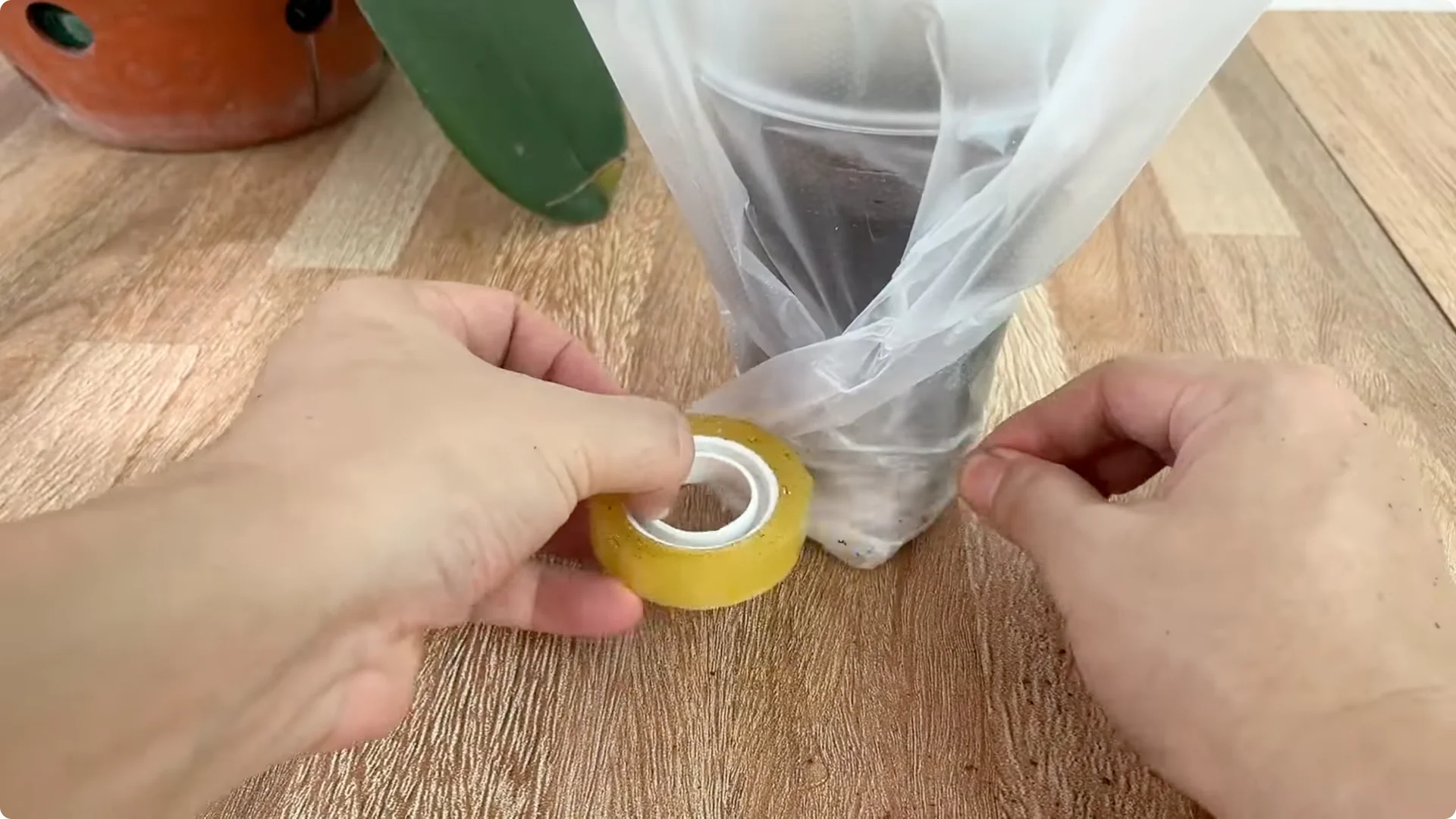 How This Trick Helps Rose Stems Root and Bloom Year-Round screenshot 5