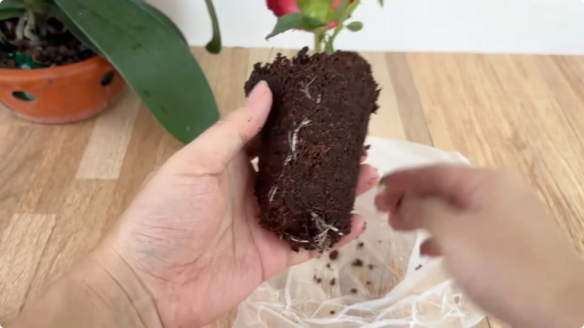 How This Trick Helps Rose Stems Root and Bloom Year-Round screenshot 6