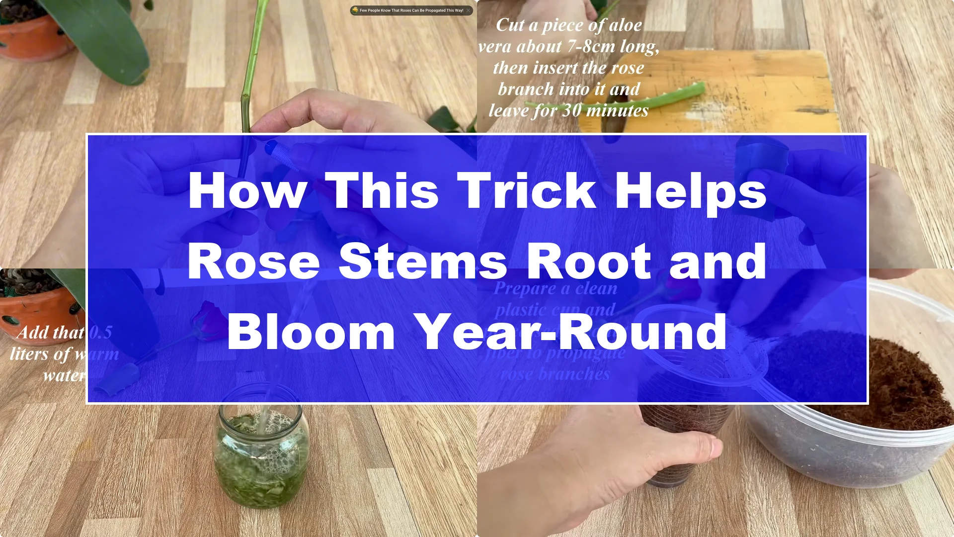 How This Trick Helps Rose Stems Root and Bloom Year-Round - Featured Image